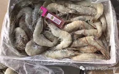 蝦產業(yè)發(fā)展51年，厄瓜多爾白蝦為何在中國市場迅速串紅？